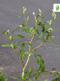 Image result for Persicaria lapathifolia