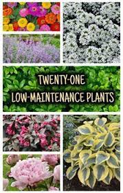 Preparing the area for low maintenance landscaping. Top 21 Low Maintenance Plants For Your Garden Garden Design