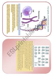 Dna and mutations by the understanding evolution team. Genes Chromosomes And Dna Esl Worksheet By Loblita