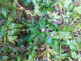 Image result for Carduus leptacanthus