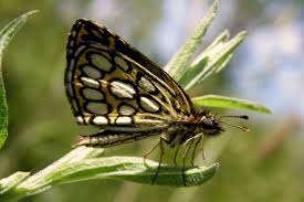 Image result for Heteropterus morpheus