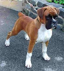 Pin By Selversen On Boxers Boxer Dogs Boxer Puppies Beautiful Dogs
