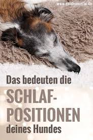 Die Schlafpositionen Deines Hundes Und Was Sie Dir Verraten In 2020 Hunde Hunde Schlafen Schlafposition