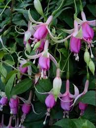 Pin On Fuchsias