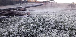 No rio grande do sul e em santa catarina, o amanhecer desta quarta teve pelo. Apos Registro De Neve Rs Amanhece Com 5 C Veja Fotos Rio Grande Do Sul G1