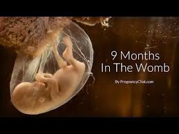 9 Months In The Womb A Remarkable Look At Fetal Development Through Ultrasound By Pregnancychat Com Youtube Baby In Womb Unborn Baby Fetal Development