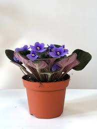 Image result for Saintpauliopsis