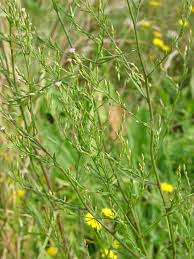 Image result for Stomatanthes