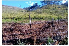 Image result for Olinia chimanimani