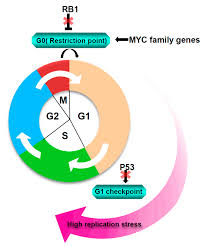 When does the home depot fourth of july savings event start at the home depot mansfieldstore? Cancers Free Full Text Targeting Dna Replication Stress And Dna Double Strand Break Repair For Optimizing Sclc Treatment Html