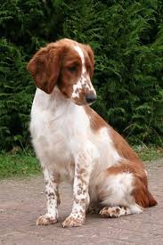 Welsh Springer Spaniel Welsh Springer Spaniel Puppies Springer Spaniel Puppies Brittany Spaniel Dogs