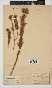 Image result for Philyrophyllum schinzii