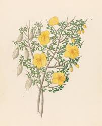 Image result for Ochna arborea