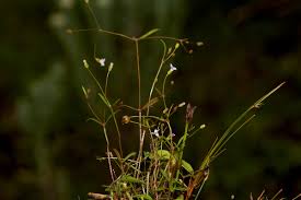 Image result for Oldenlandia herbacea