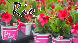 Image result for dipladenie hybrida rio obrázek