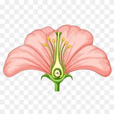 From french sépale, from new latin sepalum. Sepal Png Images Pngwing