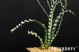 Image result for Xerophyta trichophylla
