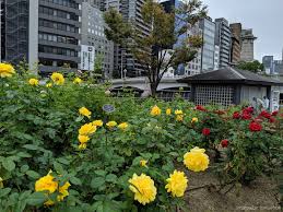 中之島】2019年10月 中之島公園バラ園