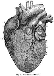 The spinal cord which controls over 10 billion nerve cells is less than two feet in length and its diameter is. 6 Anatomical Heart Pictures The Graphics Fairy