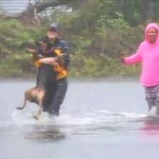 This is paws place dog rescue, wilmington, nc by patrick jones on vimeo, the home for high quality videos and the people who love them. Abc Station Reporter Interrupts Live Stream To Save Dog From Hurricane Florence Flooding Abc News