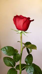 Shower Her With Roses This Valentinesday Www Theultimaterose Com Rose Flower Pictures Love Rose Images Beautiful Rose Flowers