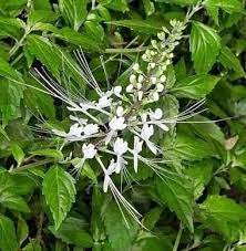 We did not find results for: Jual Daun Kumis Kucing Kering 250gr Remujung Kering Obat Herbal Alami Di Lapak Gudang Kimia Jogja Bukalapak
