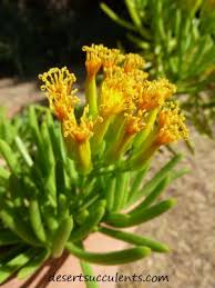 Usually, its small dainty pink or red flowers appear during the summer. Red Yellow And Pink Succulent Flowers