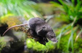渓流にすむ幻のモグラ 福島 アクアマリンいなわしろカワセミ水族館のカワネズミ 産経ニュース