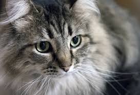 Heart Disease In Cats What You Need To Know Hill S Pet