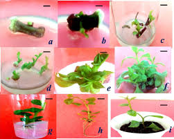 Image result for Basella paniculata