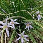 Image result for Xerophyta retinervis