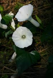Image result for Ipomoea shupangensis