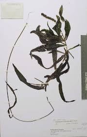 Image result for Potamogeton schweinfurthii