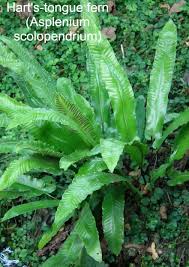 Maybe you would like to learn more about one of these? 48 Types Of Ferns Indoor Outdoor Aquarium With Photos