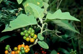 Image result for Solanum memphiticum