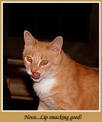 Content from sketchy or otherwise abusive 'cat sanctuaries' will be removed immediately, the /r/catslaps mod team doesn't condone these facilities or their handlers. Our Chow Down Mojo Time With Nova Lip Smacking Good Too Not Having Kids Family Pet Earth Tone Colors