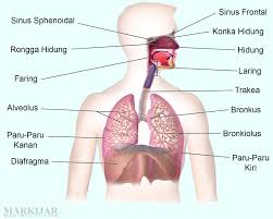 Sistem Pernapasan Pada Manusia Lengkap Organ Pernapasan Fungsi Jenis Proses Dan Gambar Markijar Com