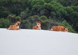 Australian cattle dog information including personality, history, grooming, pictures, videos, and the did you know? Dogs Not Gone Wild Dna Tests Show Most Wild Dogs In Australia Are Pure Dingoes
