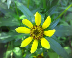 Image result for Anisopappus kirkii