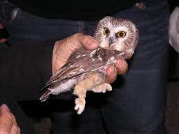 Staying Up Late To Study Owls Connecting People Birds And Land For A Healthy World