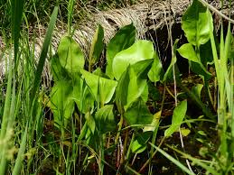 Image result for Alisma