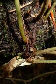 Image result for Elaphoglossum aubertii