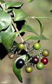 Image result for Strychnos gossweileri