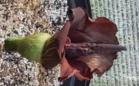 Image result for Amorphophallus abyssinicus