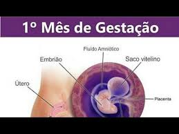 2 Semana De Gravidez Patricia Moreira Youtube