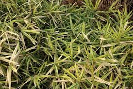 Image result for Pleioblastus fortunei