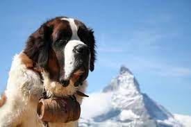 photographic print st bernard rescue dog in zermatt switzerland with mount matterhorn in the background by e dog breeds mountain dog breeds best dog breeds