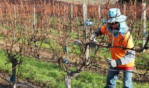 Image result for grape pruning