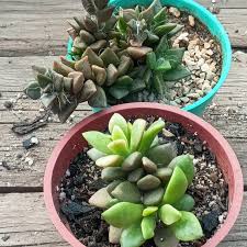 Image result for Anacampseros subnuda