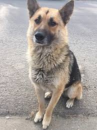 Maybe you would like to learn more about one of these? Pictures Of Dakota A German Shepherd Dog For Adoption In Martinez Ca Who Needs A Loving Home German Shepherd Dogs Dogs German Shepherd